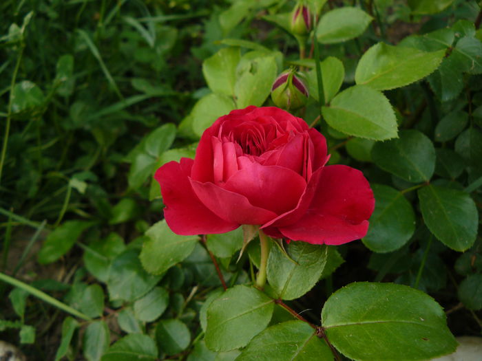Red Leonardo-Meilland 2003