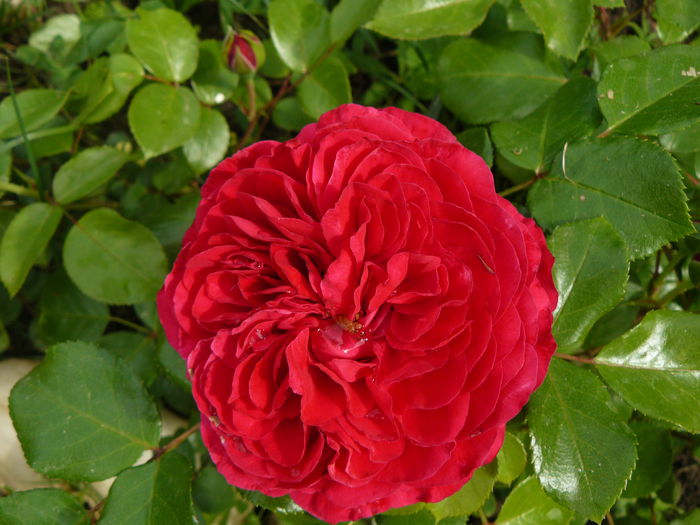 Red Leonardo-Meilland 2003