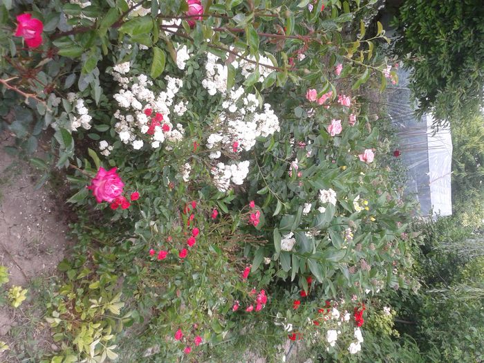 20150531_160415 - Trandafiri