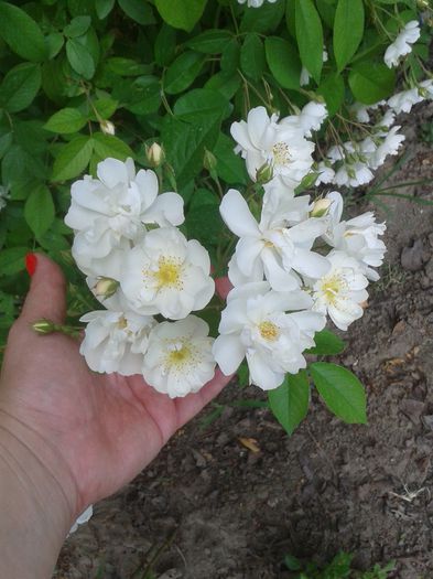 20150531_152913