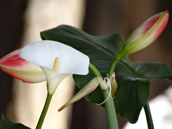 DSC01040 - Plante in ghiveci 2015