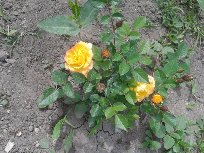 20150531_153027