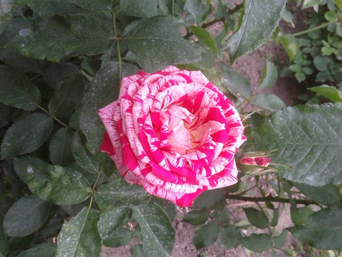 20150531_160305 - Trandafiri