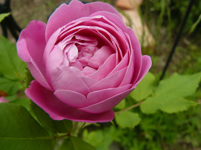 La Reine Victoria-(bourbons)