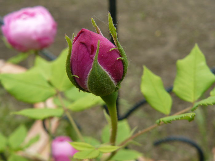 La Reine Victoria (180-210cm)