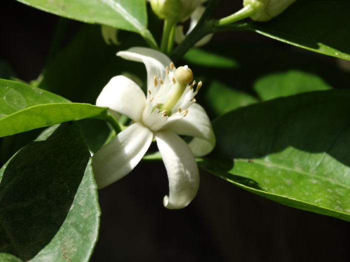 DSC01044 - Plante in ghiveci 2015