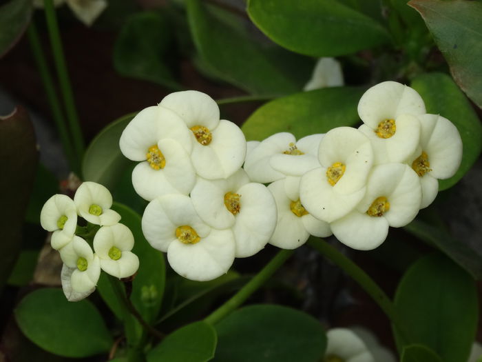 DSC01069 - Plante in ghiveci 2015