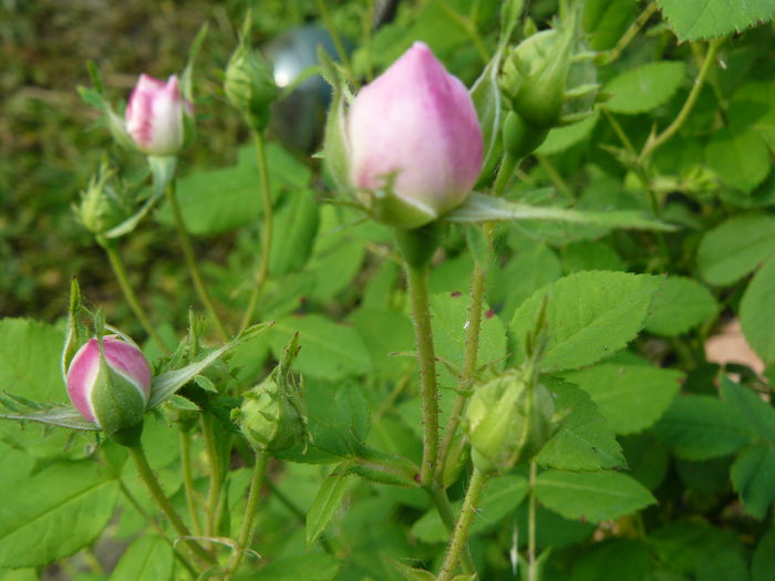 Madame Plantier-USDA 4