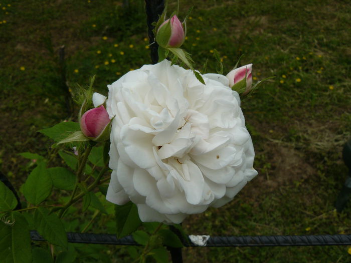 Madame Plantier-(300-400cm) - Trandafirii mei_2015