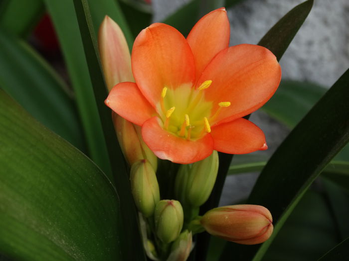 DSC01096 - Plante in ghiveci 2015