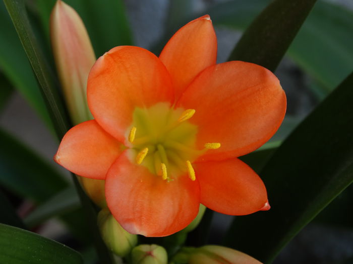 DSC01097 - Plante in ghiveci 2015