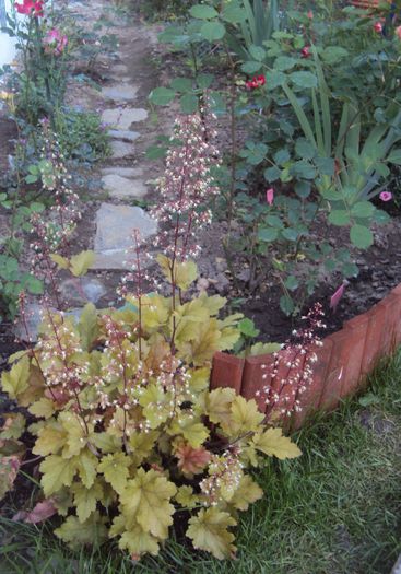 Heuchera Marmalade