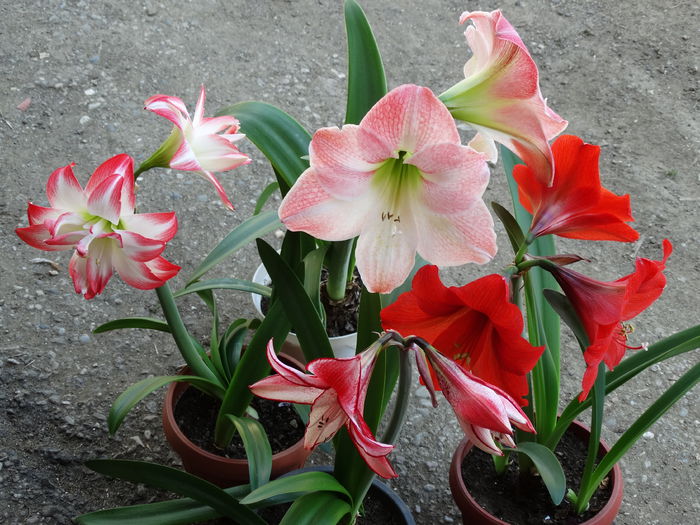 DSC01216 - Plante in ghiveci 2015
