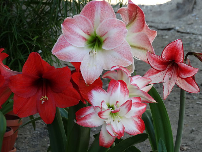 DSC01225 - Plante in ghiveci 2015