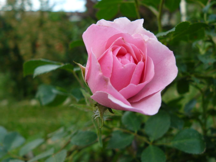 Bonica-Meilland 1985-USDA 5 - Trandafirii mei_2015