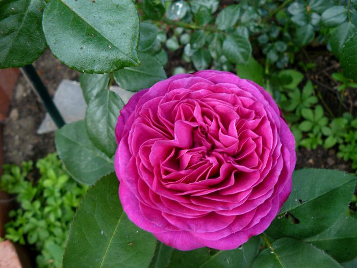 Heidi Klumm - Tantau 1999-USDA6 - Trandafirii mei_2015