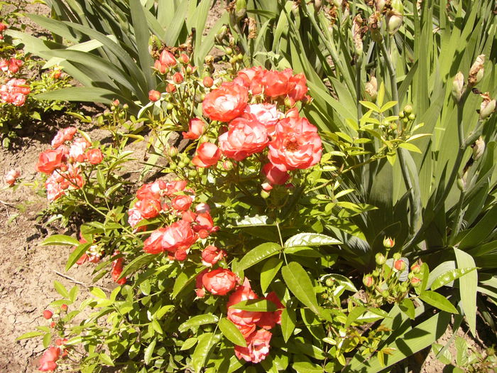 P1240476