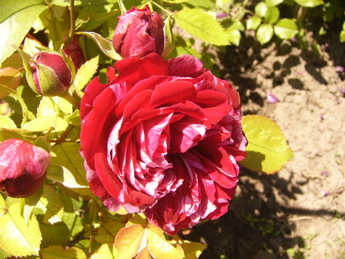 P1240480