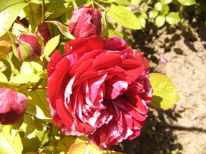 P1240481