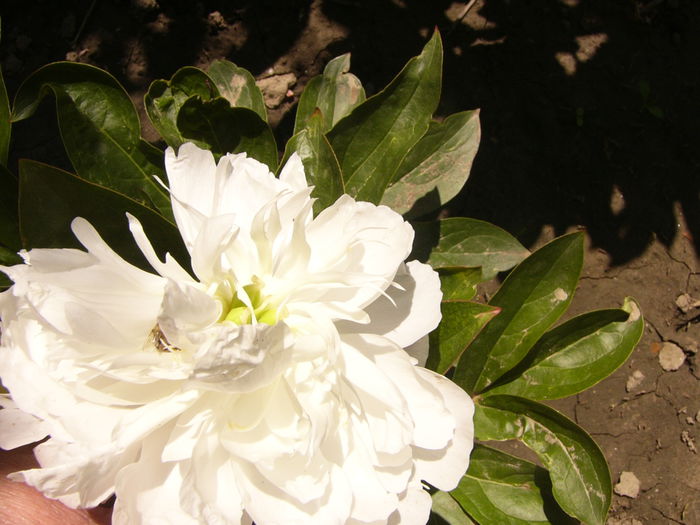 P1240482