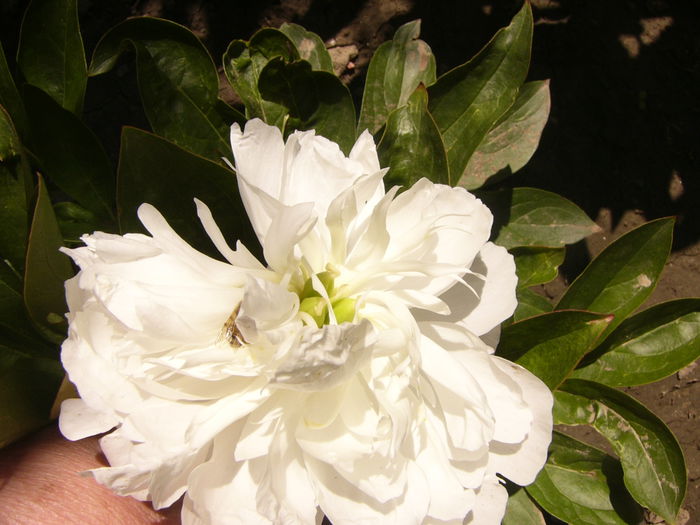 P1240483