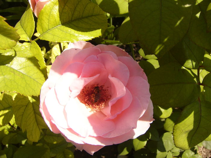 P1240490