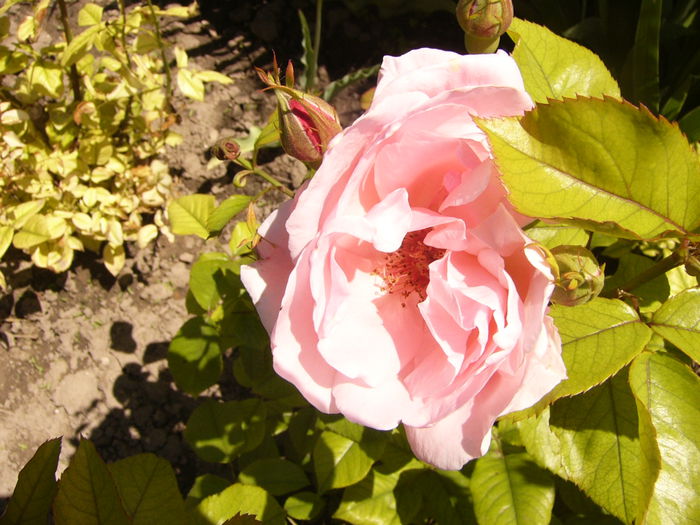P1240491