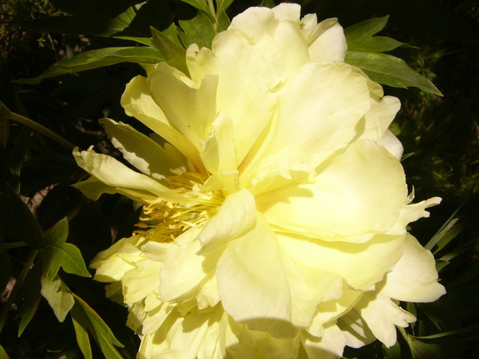 Paeonia Yellow Crown