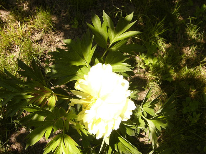 P1240499