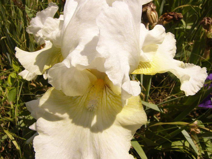 Iris Lady Bocoven