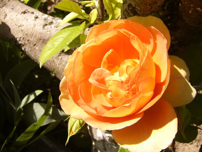 Rosa Pat Austin