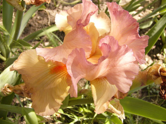 P1240520