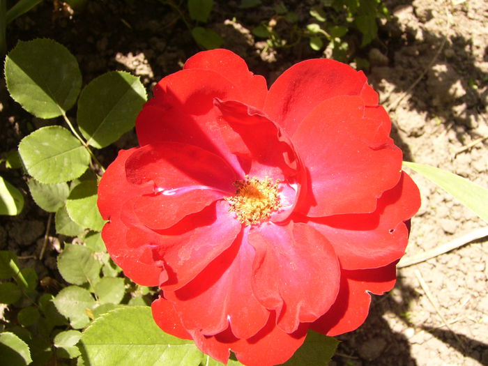 P1240527