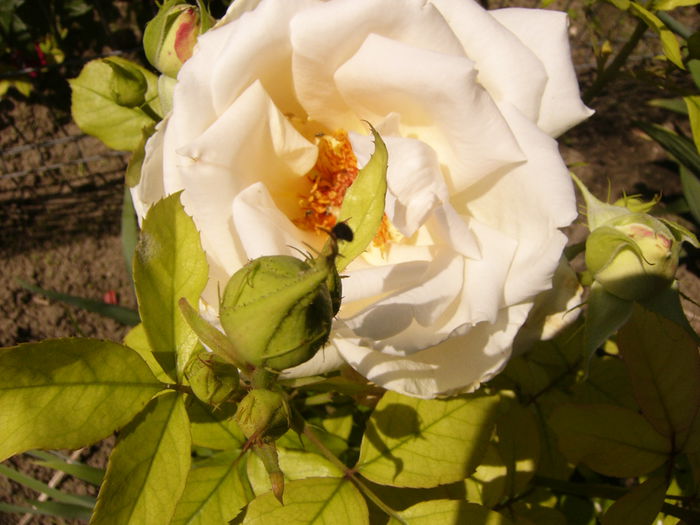 P1240529