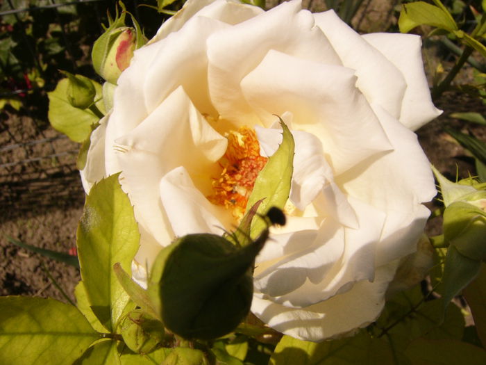 P1240530