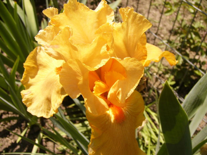 Iris Sky Fire