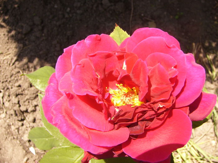 Rosa Gypsy Boy