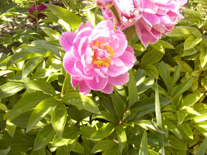 P1240540