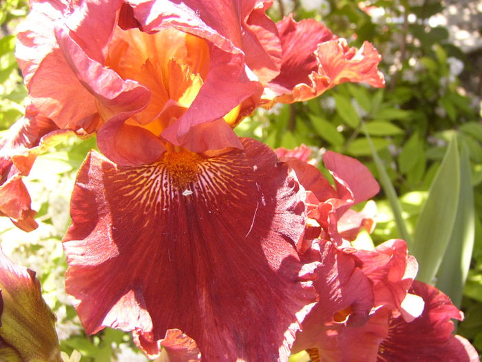 Iris Play With Fire