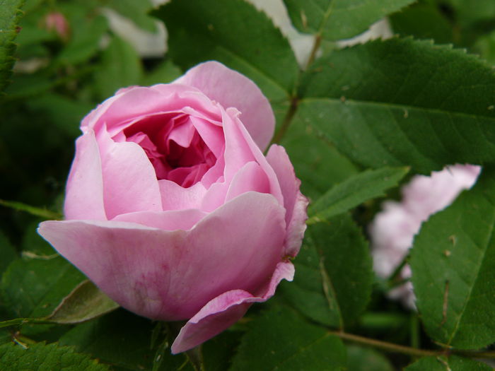 Jaques Cartier-Moreau-USDA 5 - Trandafirii mei_2015