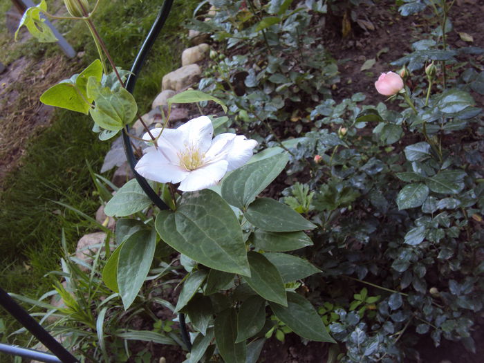 DSC07611 - 1 Clematite 2015