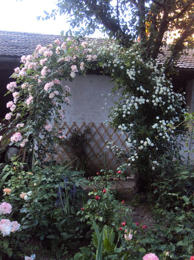 DSC08004