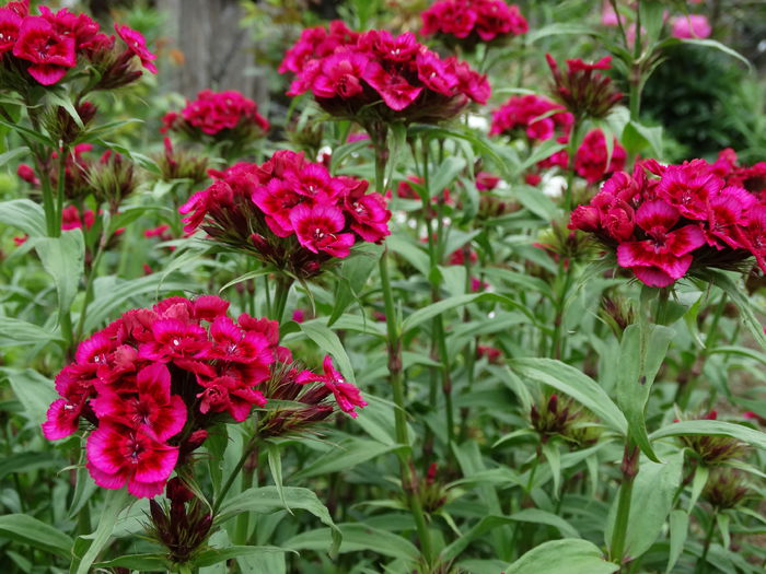 DSC01016 - Plante in gradina 2015