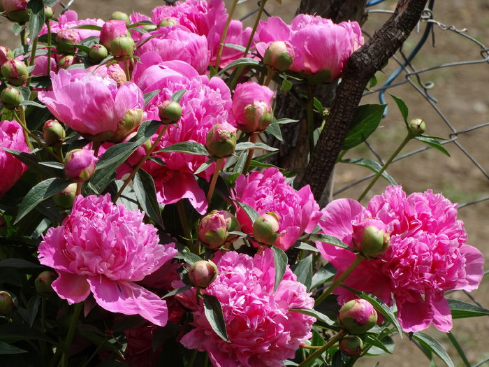 DSC01047 - Plante in gradina 2015