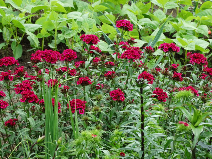 DSC01070 - Plante in gradina 2015
