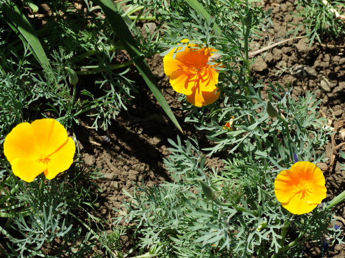 DSC01153 - Plante in gradina 2015