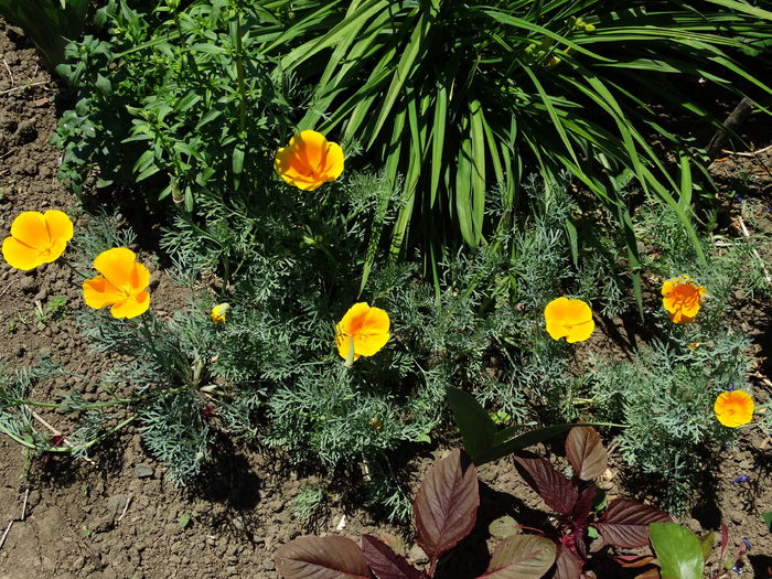 DSC01152 - Plante in gradina 2015