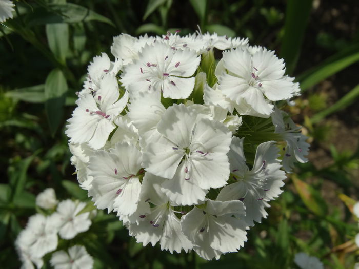 DSC01121 - Plante in gradina 2015