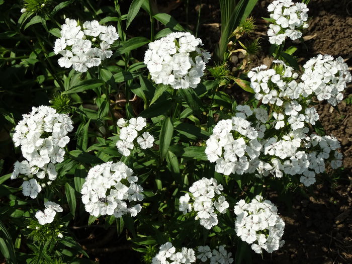 DSC01119 - Plante in gradina 2015