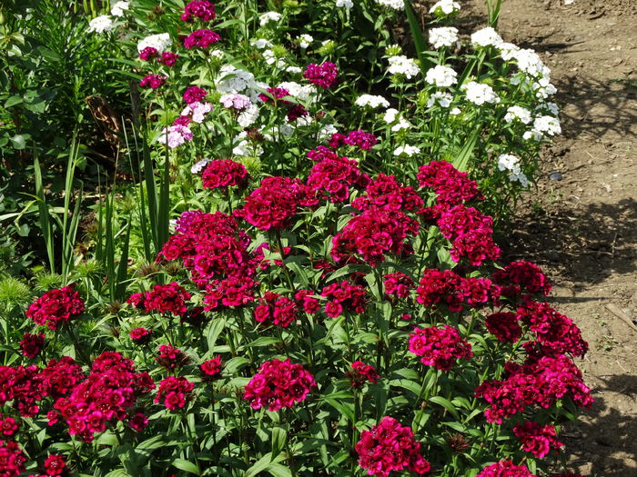 DSC01116 - Plante in gradina 2015